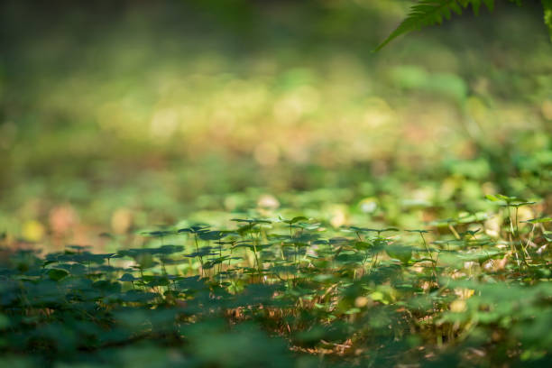 Oxalis acetosella in the forest as natural background texture. Selective focus, shallow depth of field, backlight.