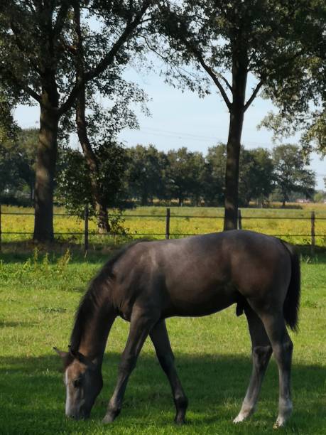 istock A foal is grazing in the meadow. 1174865685