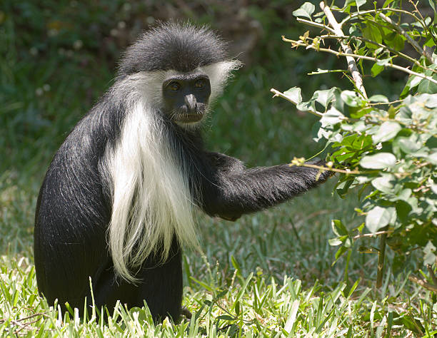 colobo monos salvaje, lugares para comer en un árbol, kenia - leaf monkey fotografías e imágenes de stock