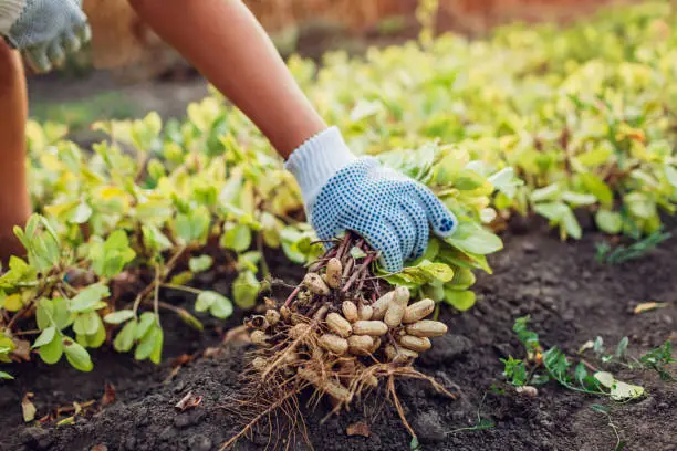 Farmer woman picking peanuts. Worker pulled out bunch of peanut sprouts. Autumn harvesting. Farming and gardening concept. Organic farm