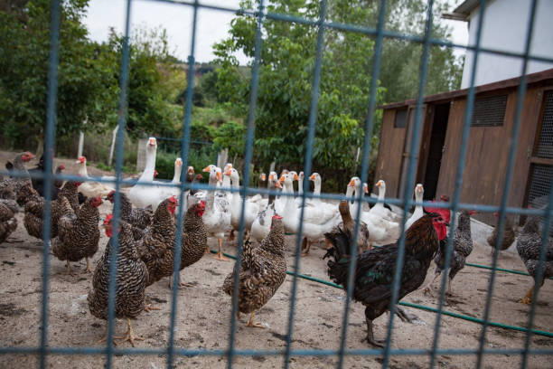 istock Chickens and geese eating feed on traditional poultry farm. 1174867658