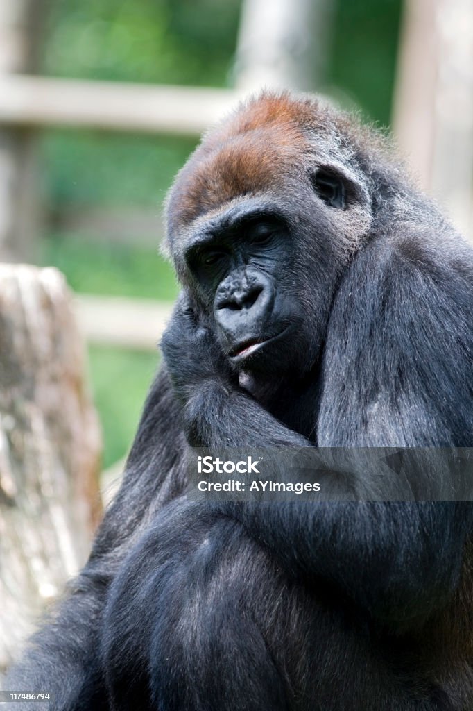 Gorilla delle pianure occidentali - Foto stock royalty-free di Composizione verticale