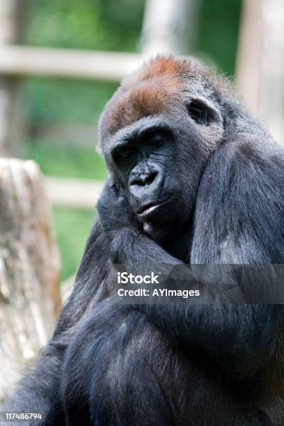 Gorilla Delle Pianure Occidentali - Fotografie stock e altre immagini di Composizione verticale - Composizione verticale, Fotografia - Immagine, Gorilla