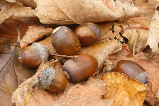 bellotas, hojas muertas y cupules - cupule fotografías e imágenes de stock