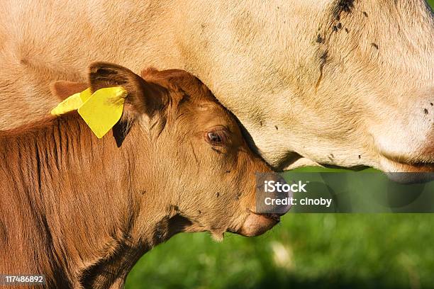 Amore Materno - Fotografie stock e altre immagini di Accudire - Accudire, Agricoltura, Allegro