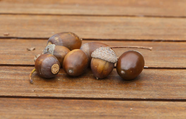 acorn on a wooden table - achene imagens e fotografias de stock