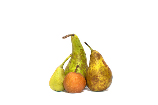 Organic fresh pears of different kinds and sizes in group isolated on white background. Varieties of pears: Nashi or asian pear, Bartlett, Bosc...