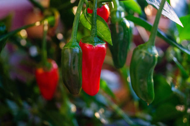 Chili Pepper - Nahuatl Chilli