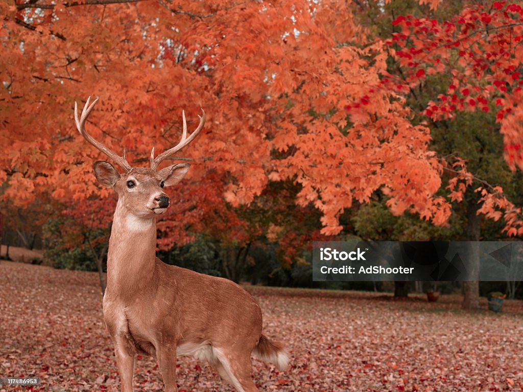 Deer - Lizenzfrei Hirsch Stock-Foto