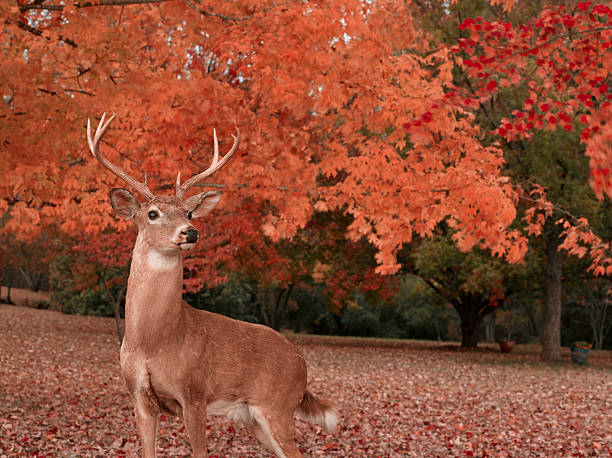 Deer stock photo