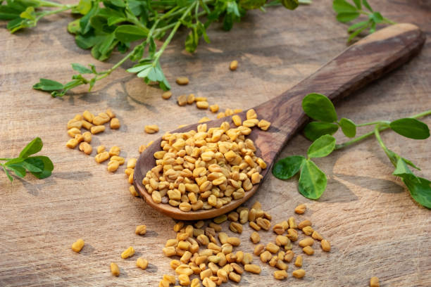 Fenugreek seeds on a spoon with fresh Trigonella foenum-graecum plant Fenugreek seeds with fresh Trigonella foenum-graecum plant on a wooden background fenugreek stock pictures, royalty-free photos & images