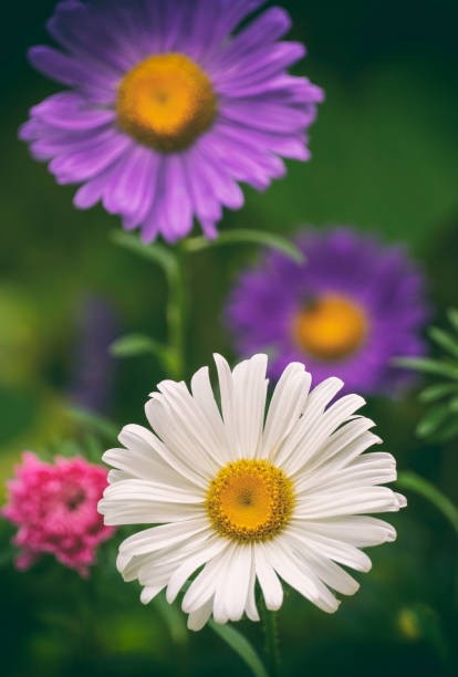 istock Colorful flowers closeup in natural environment 1174870144
