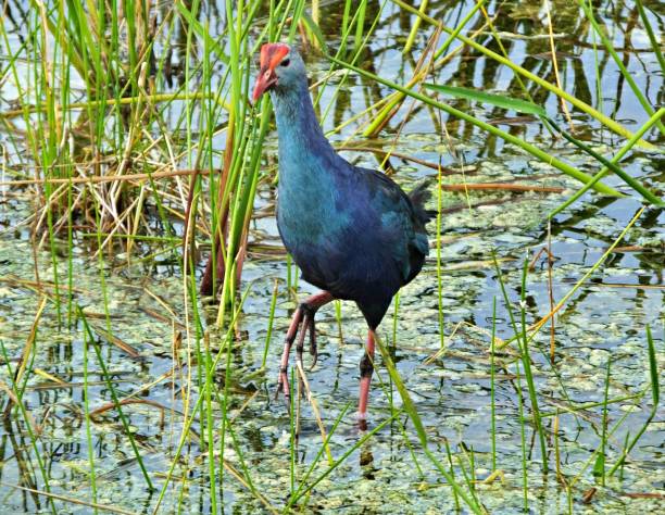 istock Grey-headed Swamphen (Porphyrio poliocephalus) in the Florida wetlands 1174870446