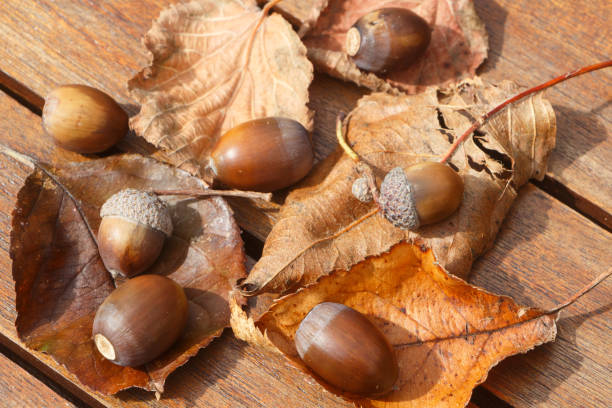 bellotas, hojas muertas y cupules - cupule fotografías e imágenes de stock