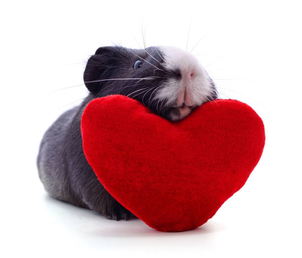 istock Guinea pig and heart. 1174870720