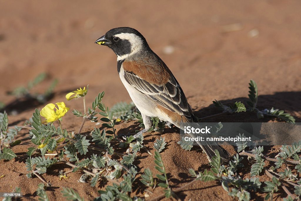 sparrow in the desert sparrow eating a flower in the namib desert - sossusvlei, namibia Namibia Stock Photo