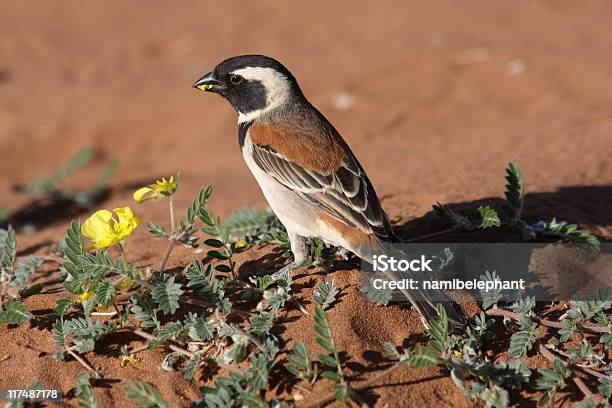 Sparrow In The Desert Stock Photo - Download Image Now - Namibia, Africa, Animal