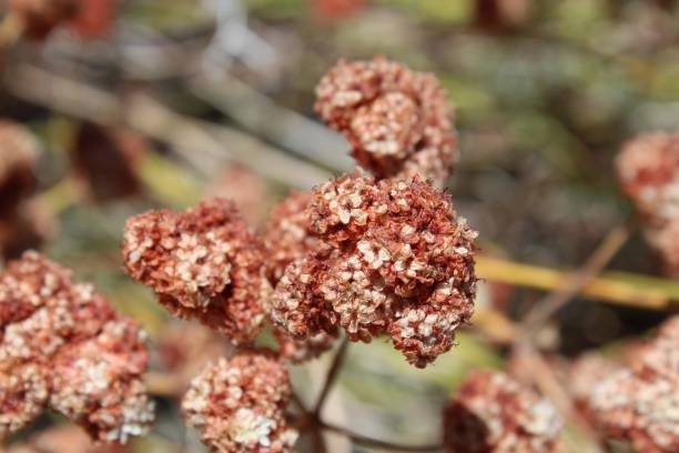istock CALIFORNIA BUCKWHEAT - JOSHUA TREE NP - 082319 C 1174871914