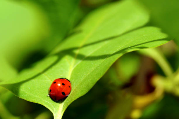 istock A bright red ladybug with black spots creeps on a green leaf. 1174872579
