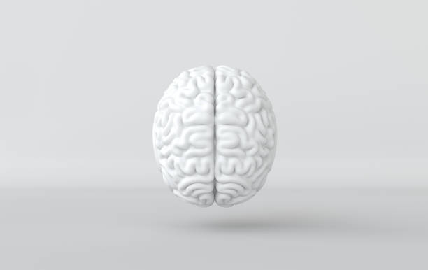 istock 3d brain rendering illustration template background. The concept of intelligence, brainstorm, creative idea, human mind, artificial intelligence. 1174872646