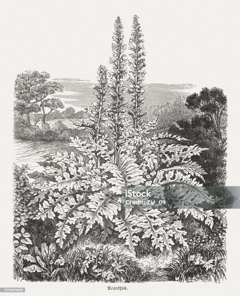 Bears Breeches Mediterranean Thistle Wood Engraving Published 1894 Stock  Illustration - Download Image Now - iStock