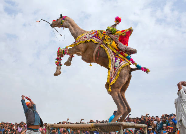 dança do camelo de dromedary durante o festival do camelo em rajasthan, india - camel fair - fotografias e filmes do acervo