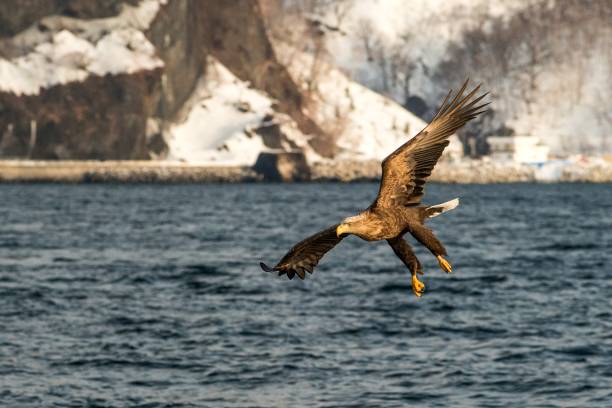 White-tailed eagle in flight hunting fish from sea,Hokkaido, Japan, Haliaeetus albicilla, majestic sea eagle with big claws aiming to catch fish from water surface, wildlife scene,birding in Asia águila de cola blanca en vuelo cazando peces del mar,hokkaido, japón, haliaeetus albicilla, majestuoso águila marina con grandes garras con el objetivo de atrapar peces de la superficie del agua, escena de vida silvestre, birding en asia