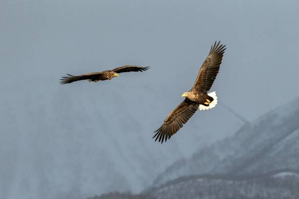 istock Two white-tailed eagle flying in front of winter mountains scenery in Hokkaido, Bird silhouette. Beautiful nature scenery in winter. Mountain covered by snow, glacier. Panoramatic view, Japan 1174874637