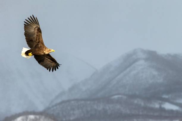 White-tailed eagle flying in front of winter mountains scenery in Hokkaido, Bird silhouette. Beautiful nature scenery in winter. Mountain covered by snow, glacier. Panoramatic view, Japan stock photo