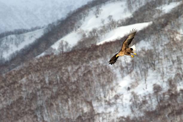 istock White-tailed eagle flying in front of winter mountains scenery in Hokkaido, Bird silhouette. Beautiful nature scenery in winter. Mountain covered by snow, glacier. Panoramatic view, Japan 1174875183