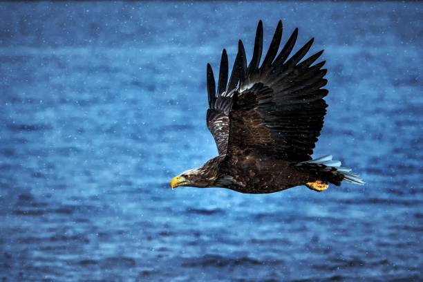 istock White-tailed eagle in flight, eagle flying against blue sea in snow storm,Hokkaido, Japan, silhouette of eagle, majestic sea eagle, wildlife scene, wallpaper, bird isolated silhouette,birding in Asia 1174875238