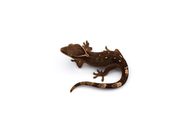 istock The cat gecko isolated on white background 1174875350