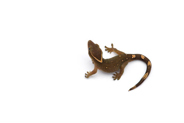 istock The cat gecko isolated on white background 1174875376