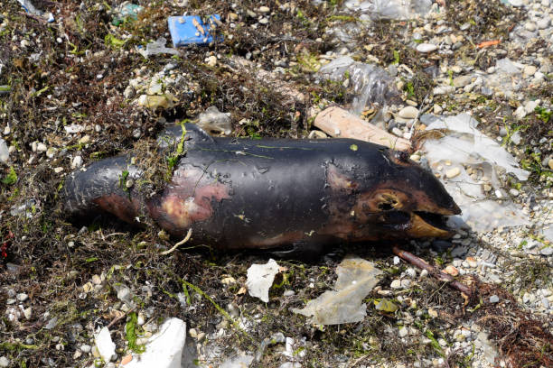 body of a dead dolphin cub lies on the shore. The dead dolphin in the Cimes bay. The body of a dead dolphin cub lies on the shore. The dead dolphin in the Cimes bay. burned corpse stock pictures, royalty-free photos & images
