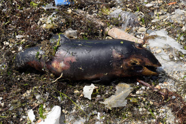 body of a dead dolphin cub lies on the shore. The dead dolphin in the Cimes bay. The body of a dead dolphin cub lies on the shore. The dead dolphin in the Cimes bay. burned corpse stock pictures, royalty-free photos & images