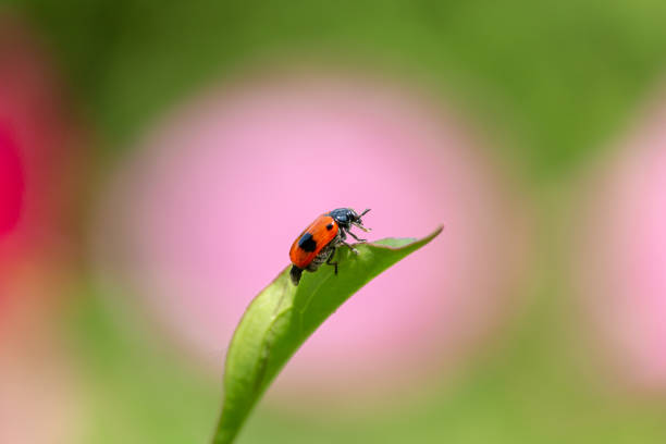 istock Ant bag beetle on green leaf with blurred pink peony in background 1174875521
