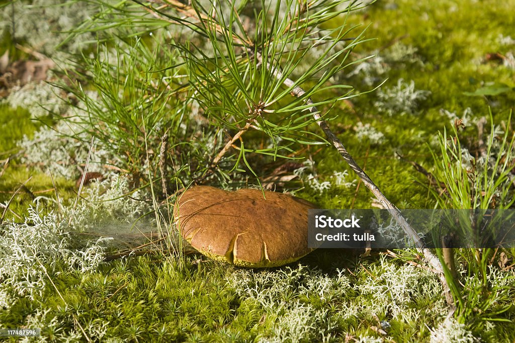 One mushroom  Backgrounds Stock Photo