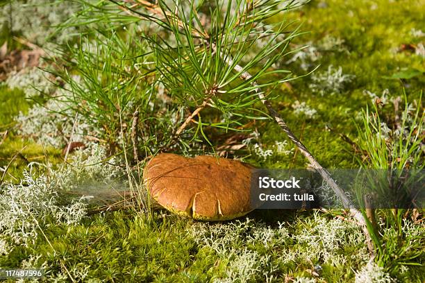 One Mushroom Stock Photo - Download Image Now - Backgrounds, Beige, Brown