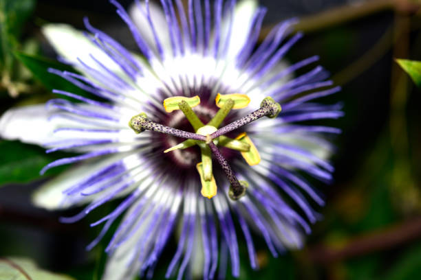 Purple passion flower discovered at the botanical garden. Passiflora caerulea, blue passionflower, bluecrown passionflower