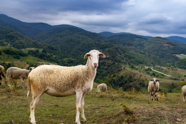 istock Sheep in the meadow and on the mountain. Sheep looking at camera 1174877801