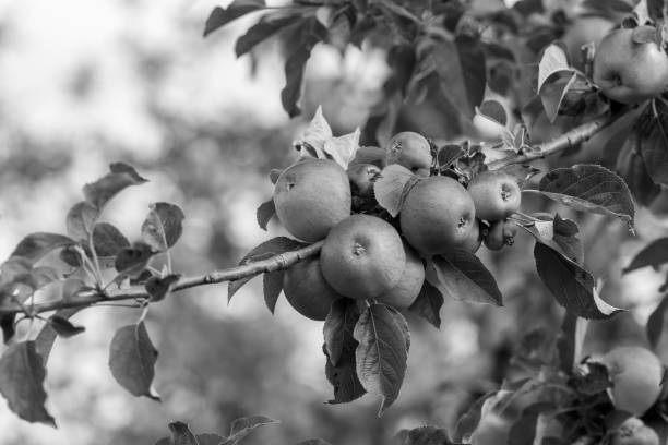 Cider apples Black and white photo of a branch of cider apples on the tree. orchard photos stock pictures, royalty-free photos & images