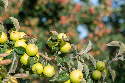 Close up of a branch of cider apples on the tree.