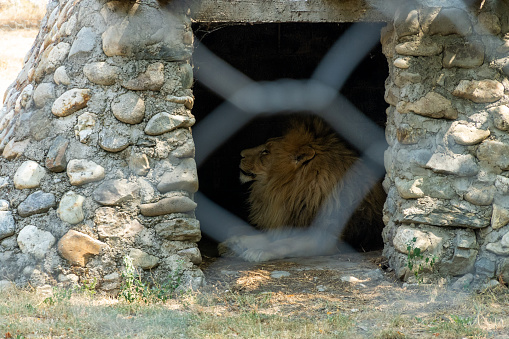 Lion sitting inside his cage