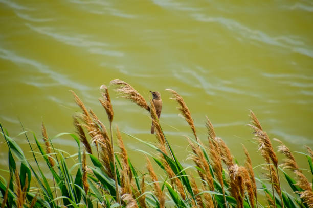 acrocephalus se trouve sur des tiges de roseau près du lac. - great sedge warbler photos et images de collection