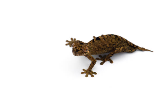 istock The satanic leaf-tailed gecko isolated on white background 1174881312