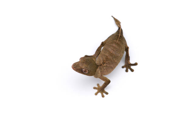 istock The satanic leaf-tailed gecko isolated on white background 1174881313