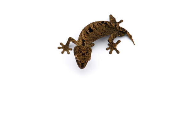 istock The satanic leaf-tailed gecko isolated on white background 1174881314