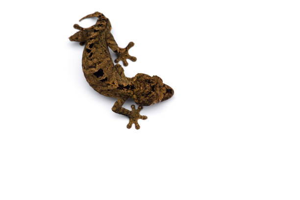 istock The satanic leaf-tailed gecko isolated on white background 1174881315
