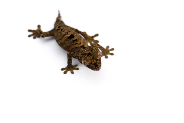 istock The satanic leaf-tailed gecko isolated on white background 1174881327