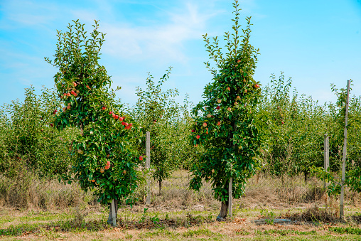 A row of trees planted to gather apples. Production of juices, sale of fruit in stores.